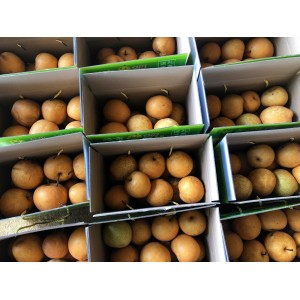 香蜜橙10KG