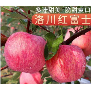 水果-洛川红富士
